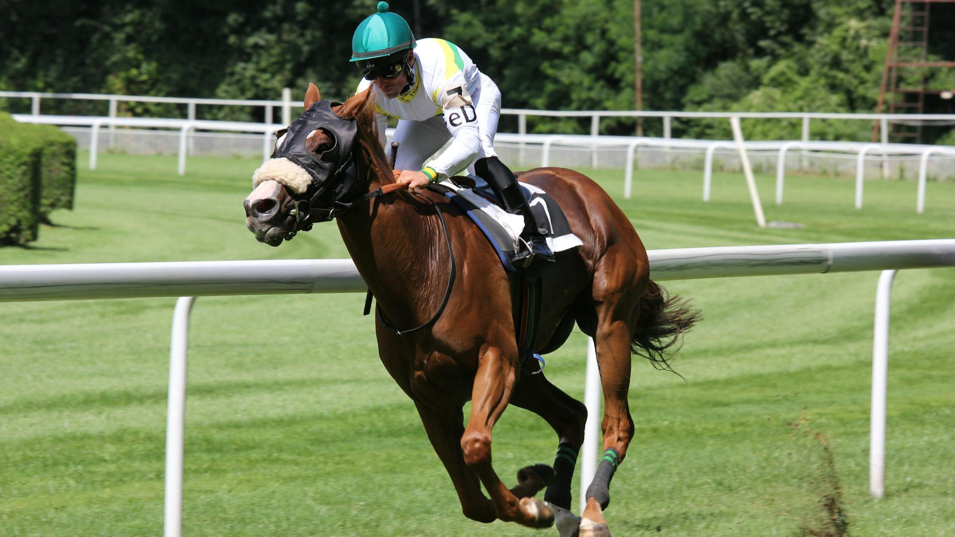 Buses to Horse Racing Festivals in Ireland
